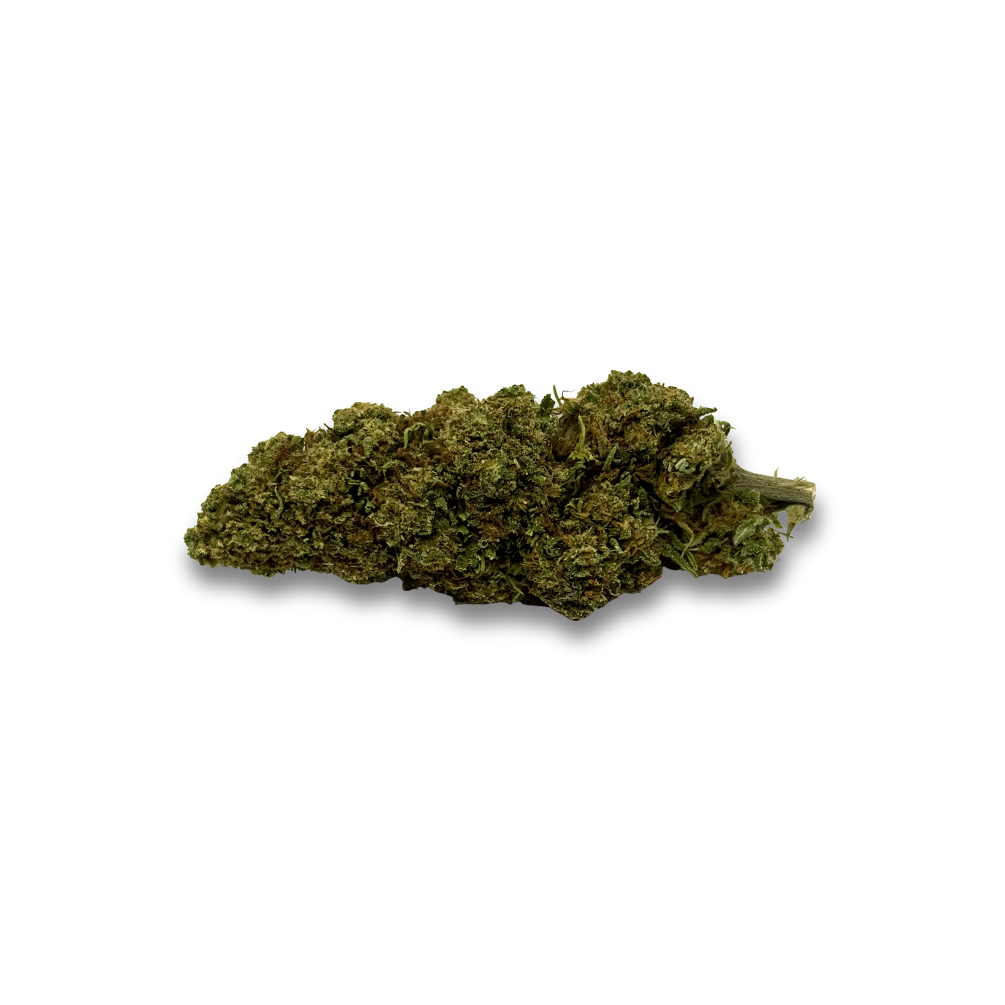 Orange Bud
