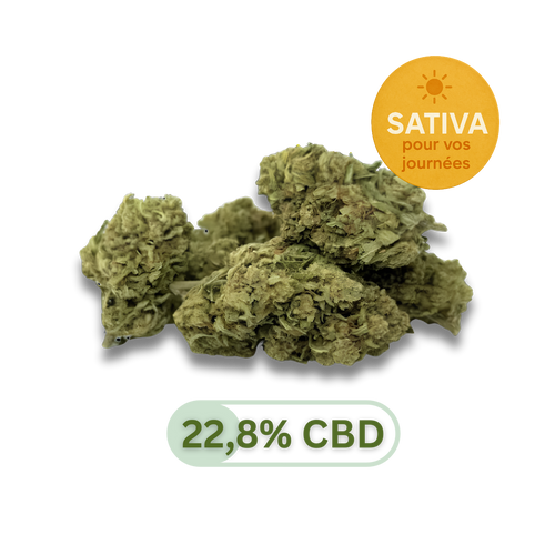Amnesia Haze